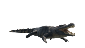 Deinosuchus